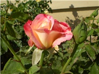 dbd2b0b8-Picture 3092.jpg